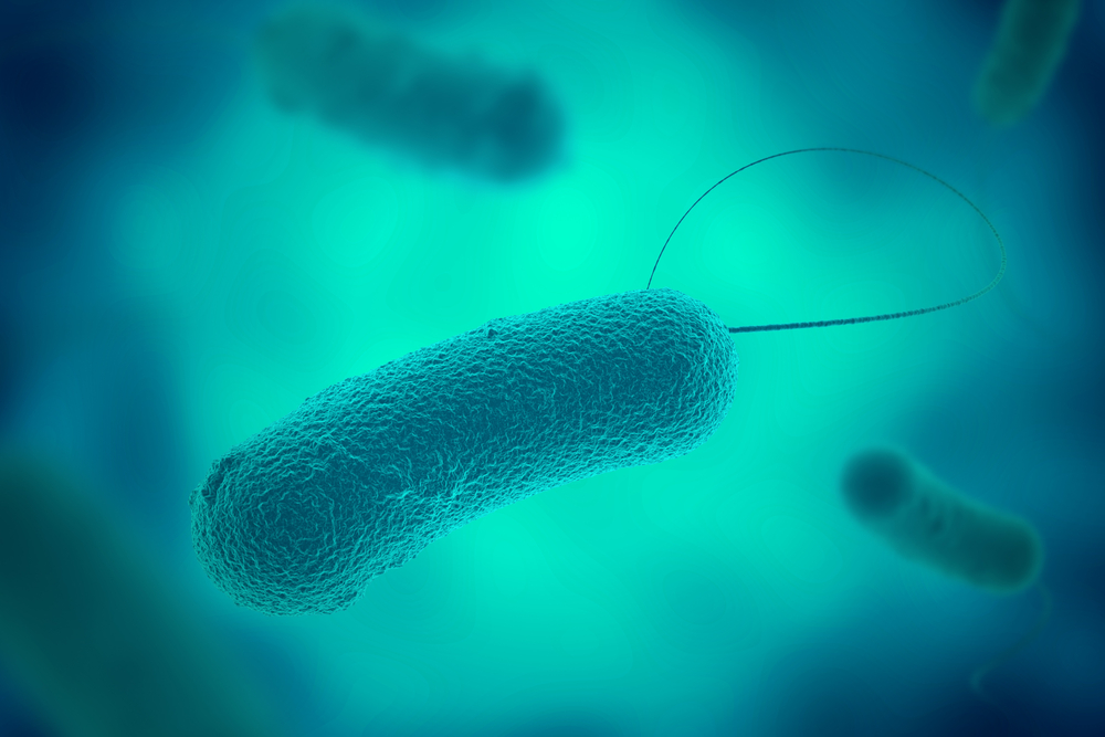 Legionella bacteria