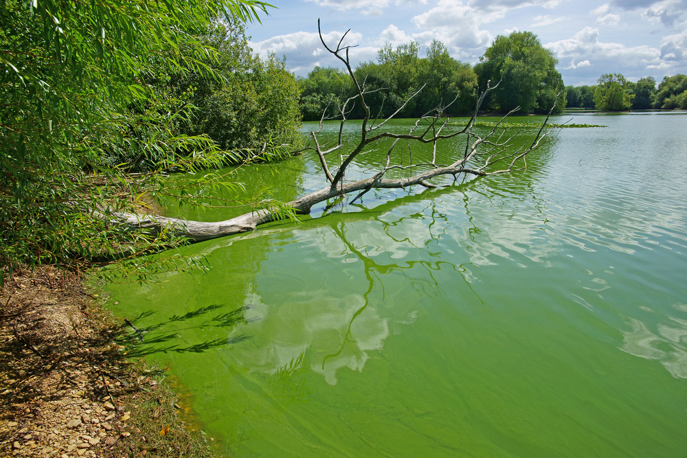 blue-green algae bloom