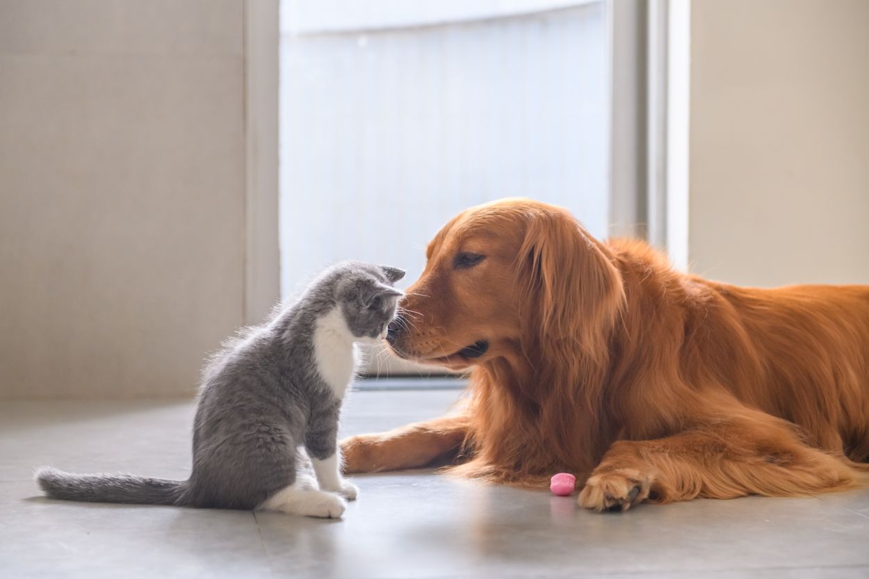 shutterstock_1175821495 cat & dog discussion