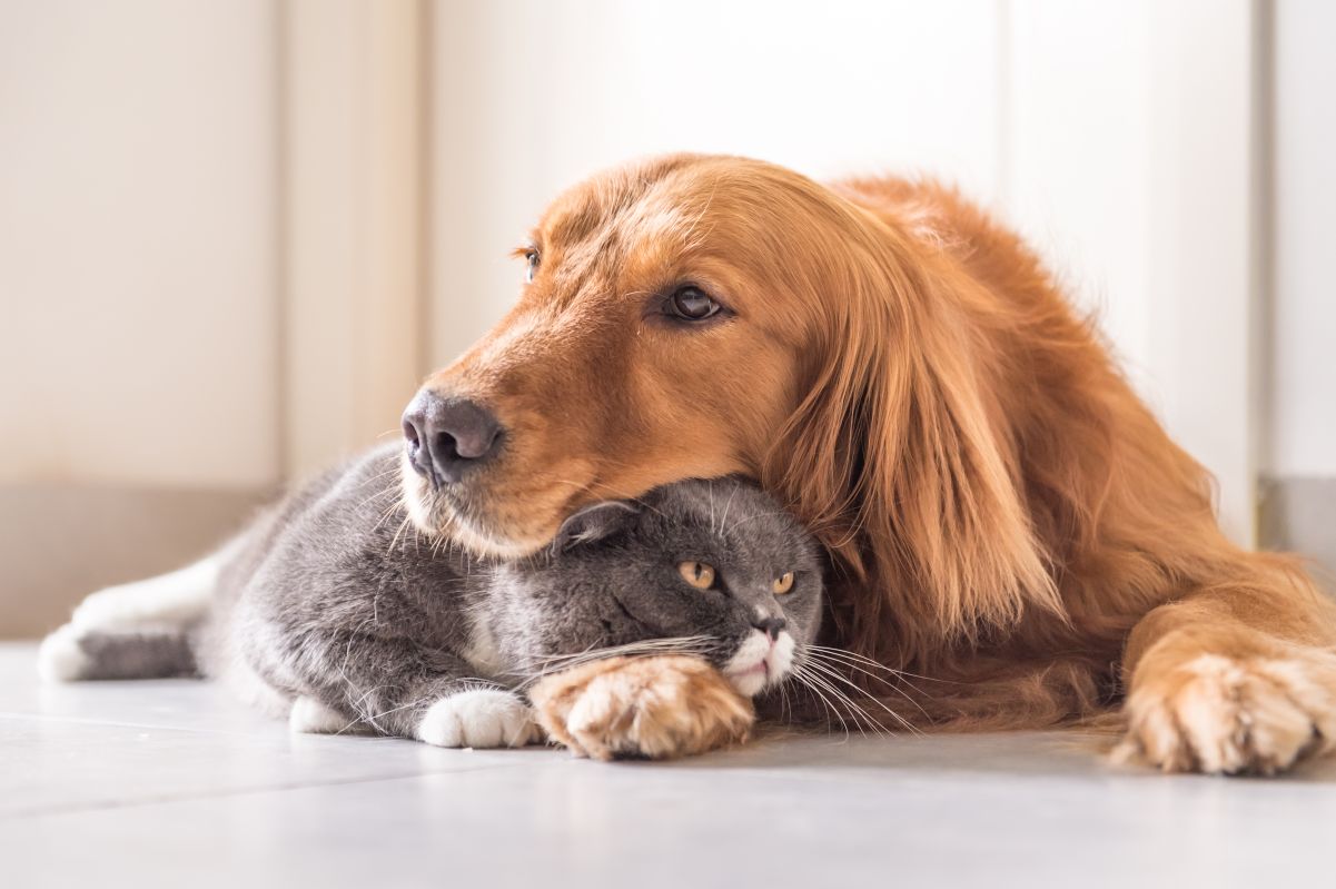 shutterstock_646123018 cat & dog own focus