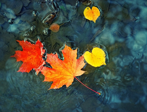 Newsletter November 2021