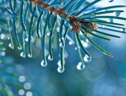 Newsletter December 2021